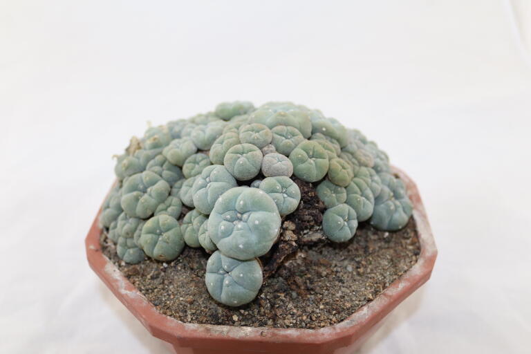 Lophophora caespitosa (5)
