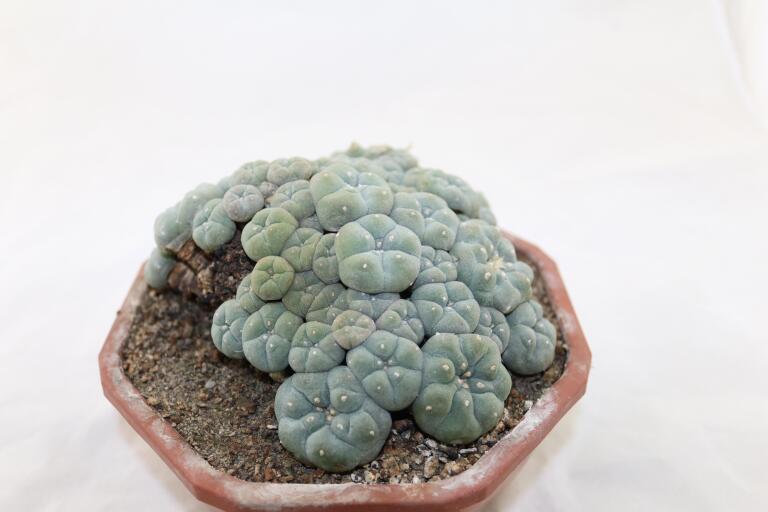 Lophophora caespitosa (6)