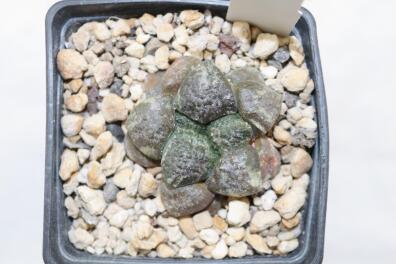Ariocarpus lloydii