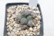Ariocarpus lloydii (2)
