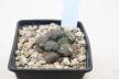 Ariocarpus lloydii (3)