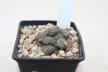 Ariocarpus lloydii (4)