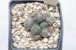Ariocarpus lloydii