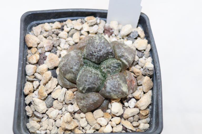 Ariocarpus lloydii (2)