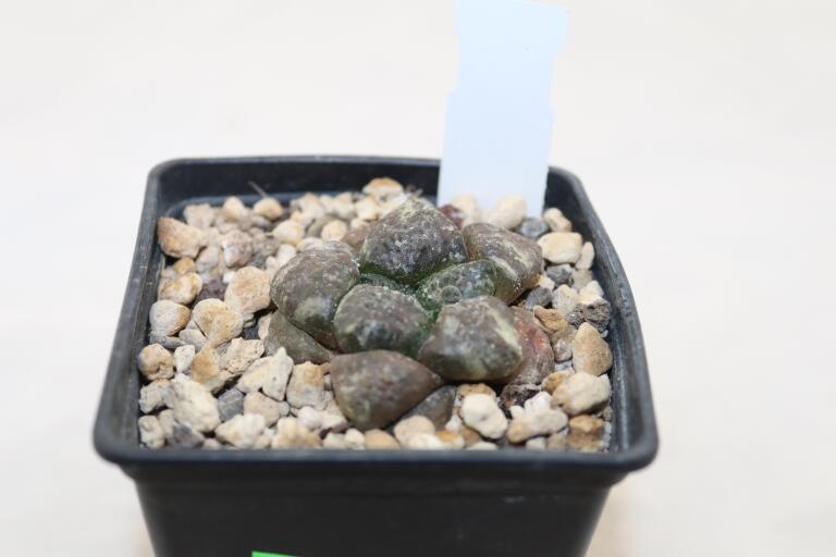 Ariocarpus lloydii (4)