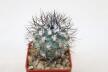 Turbinicarpus gielsdorfianus (2)