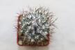 Turbinicarpus gielsdorfianus (3)