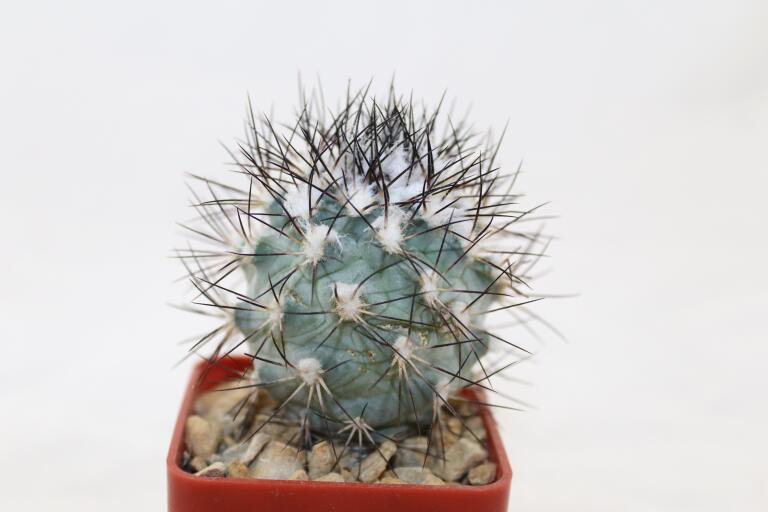 Turbinicarpus gielsdorfianus