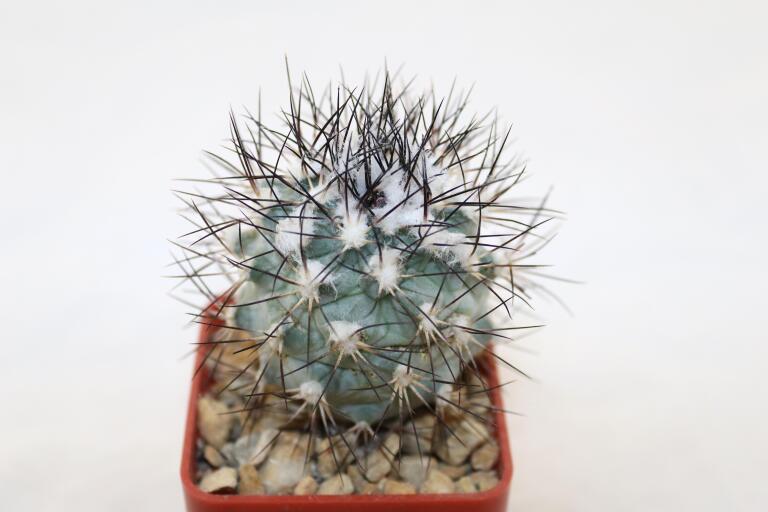 Turbinicarpus gielsdorfianus (2)