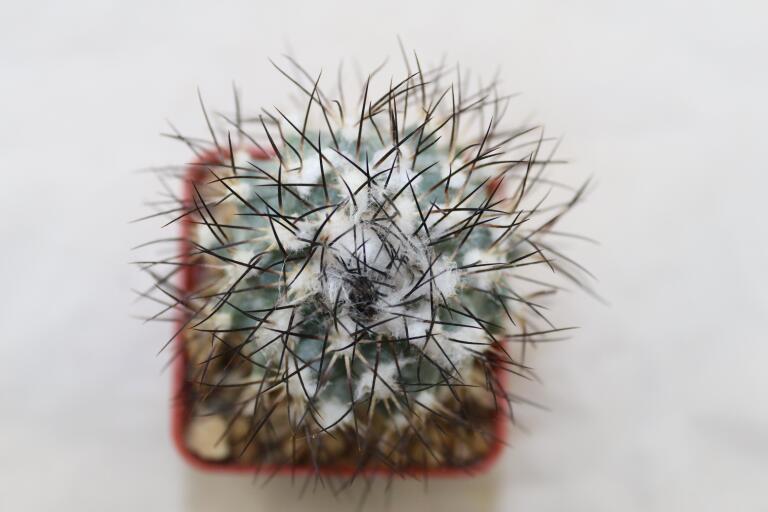 Turbinicarpus gielsdorfianus (3)