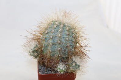 Copiapoa krainziana 