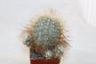 Copiapoa krainziana 