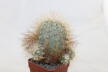 Copiapoa krainziana  (2)