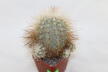 Copiapoa krainziana  (3)