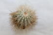Copiapoa krainziana  (4)