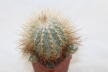 Copiapoa krainziana  (5)