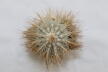 Copiapoa krainziana  (6)
