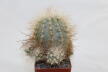 Copiapoa krainziana  (7)