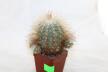 Copiapoa krainziana  (8)