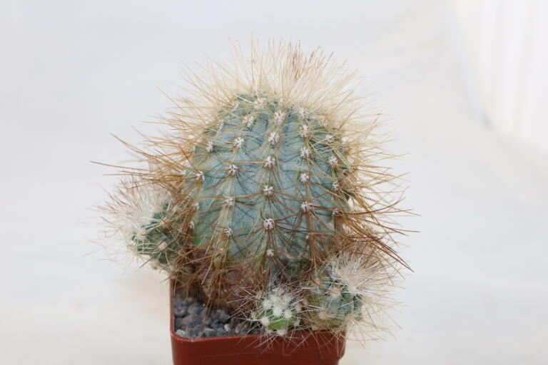 Copiapoa krainziana  (1)