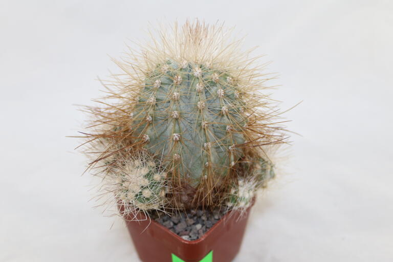Copiapoa krainziana  (3)