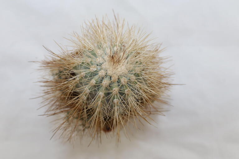 Copiapoa krainziana  (4)