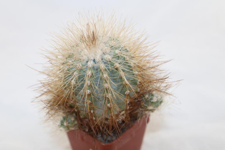 Copiapoa krainziana  (5)