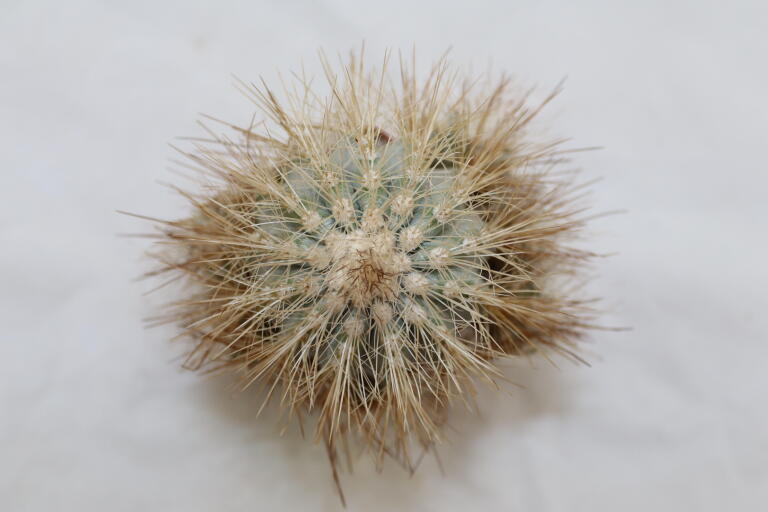 Copiapoa krainziana  (6)