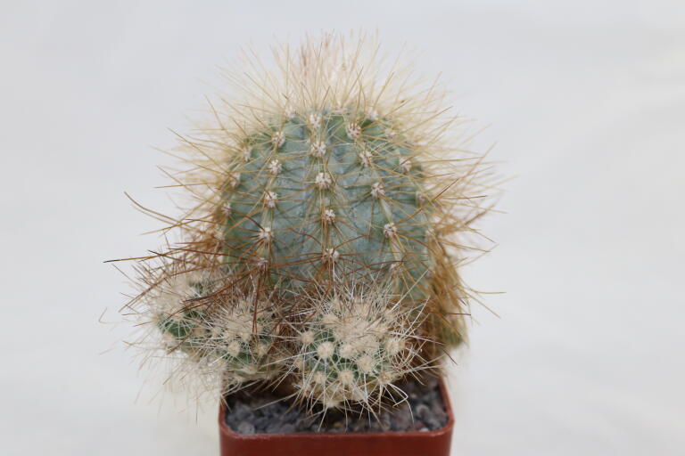 Copiapoa krainziana  (7)