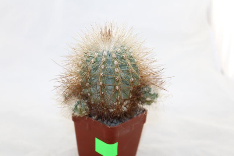 Copiapoa krainziana  (8)