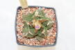 Ariocarpus fissuratus 16 Years (2)