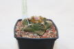 Ariocarpus fissuratus 16 Years (3)