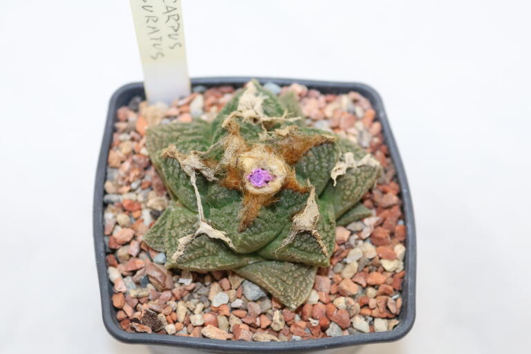 Ariocarpus fissuratus 16 Years