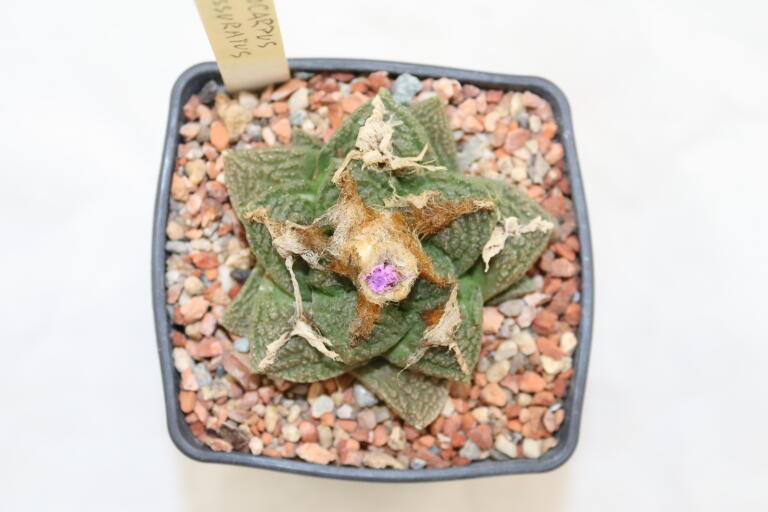 Ariocarpus fissuratus 16 Years (2)