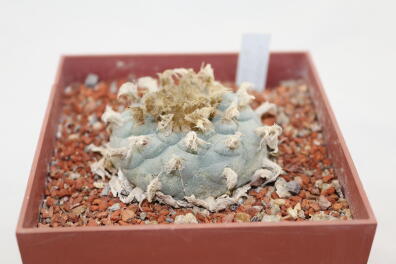 Lophophora williamsii 16 Years 