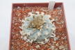 Lophophora williamsii 16 Years  (2)