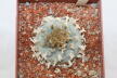 Lophophora williamsii 16 Years  (3)