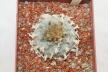 Lophophora williamsii 16 Years  (5)
