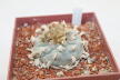 Lophophora williamsii 16 Years  (6)