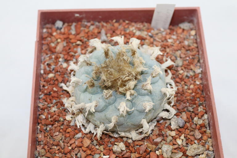 Lophophora williamsii 16 Years  (2)