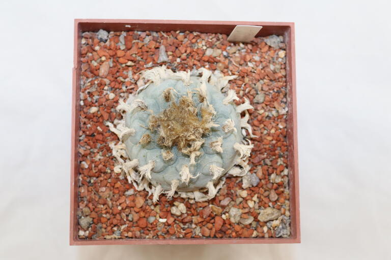 Lophophora williamsii 16 Years  (4)