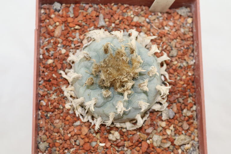 Lophophora williamsii 16 Years  (5)