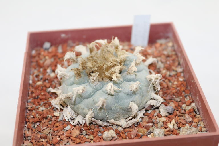 Lophophora williamsii 16 Years  (6)