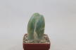 Trichocereus Penis Plant (1)
