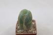 Trichocereus Penis Plant (3)