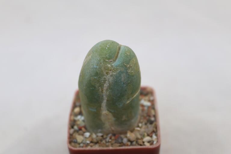 Trichocereus Penis Plant (3)