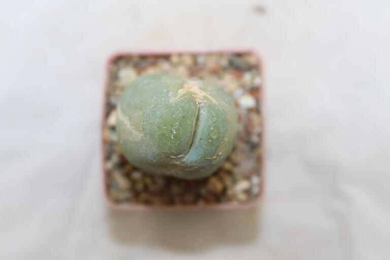 Trichocereus Penis Plant (4)