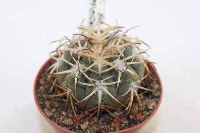 Gymnocalycium spegazzinii v punillense EL Obelisco