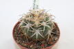 Gymnocalycium spegazzinii v punillense EL Obelisco