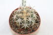 Gymnocalycium spegazzinii v punillense EL Obelisco (2)